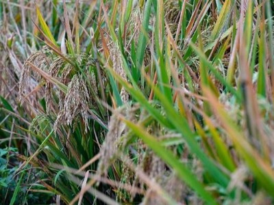 好消息！袁隆平團隊實現稻田1500公斤目標，大米釀酒板式換熱器注意啥